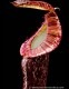 Nepenthes mirabilis var. echinostoma��[ �ͥڥ�ƥ����ߥ�ӥꥹ var. �����Υ��ȥ� ]���� Borneo Exotics / BE-3372 �ۡ� PN181130-23 ��