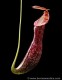 Nepenthes mirabilis var. echinostoma��[ �ͥڥ�ƥ����ߥ�ӥꥹ var. �����Υ��ȥ� ]���� Borneo Exotics / BE-3372 �ۡ� PN181130-23 ��