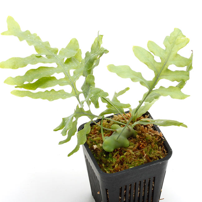 Lecanopteris curtisii [ レカノプテリス・カーティシー ] 【 PN210506