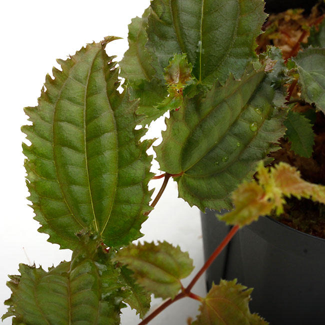 Pilea sp. " Ecuador " ��[ �ԥ쥢? sp. ]��1�ݥå�