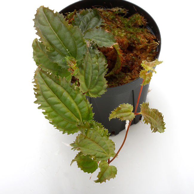 Pilea sp. " Ecuador " ��[ �ԥ쥢? sp. ]��1�ݥå�