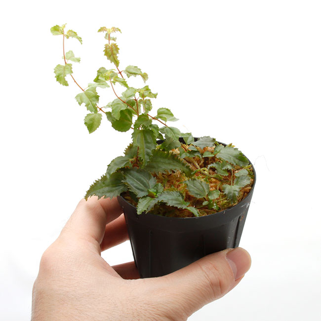 Pilea sp. " Ecuador " ��[ �ԥ쥢? sp. ]��1�ݥå�