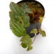 Pilea sp. " Ecuador " ��[ �ԥ쥢? sp. ]��1�ݥå�