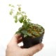 Pilea sp. " Ecuador " ��[ �ԥ쥢? sp. ]��1�ݥå�