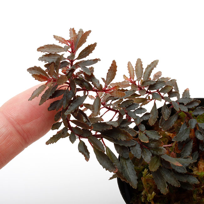 Triolena pileoides " Ecuador "��[ �ȥꥪ��ʡ��ԥ쥪���ǥ� ]��1�ݥå�