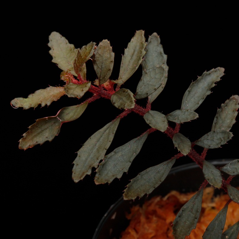 Triolena pileoides " Ecuador "��[ �ȥꥪ��ʡ��ԥ쥪���ǥ� ]��1�ݥå�