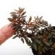 Triolena pileoides " Ecuador "��[ �ȥꥪ��ʡ��ԥ쥪���ǥ� ]��1�ݥå�