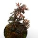 Triolena pileoides " Ecuador "��[ �ȥꥪ��ʡ��ԥ쥪���ǥ� ]��1�ݥå�