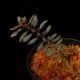 Triolena pileoides " Ecuador "��[ �ȥꥪ��ʡ��ԥ쥪���ǥ� ]��1�ݥå�