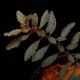 Triolena pileoides " Ecuador "��[ �ȥꥪ��ʡ��ԥ쥪���ǥ� ]��1�ݥå�