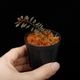 Triolena pileoides " Ecuador "��[ �ȥꥪ��ʡ��ԥ쥪���ǥ� ]��1�ݥå�