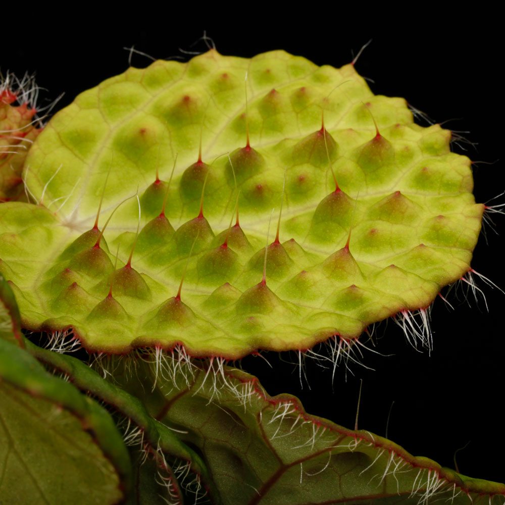Begonia nahangensis [ ٥˥ʥϥ󥲥󥷥 ]1ݥå