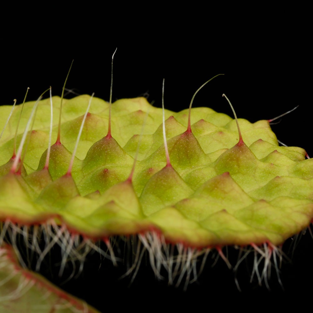 Begonia nahangensis [ ٥˥ʥϥ󥲥󥷥 ]1ݥå