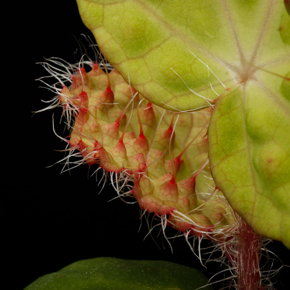 Begonia nahangensis [ ٥˥ʥϥ󥲥󥷥 ]1ݥå