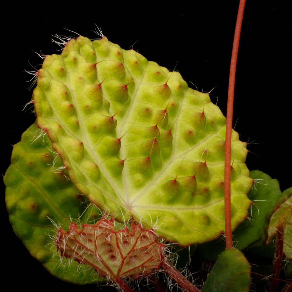 Begonia nahangensis [ ٥˥ʥϥ󥲥󥷥 ]1ݥå