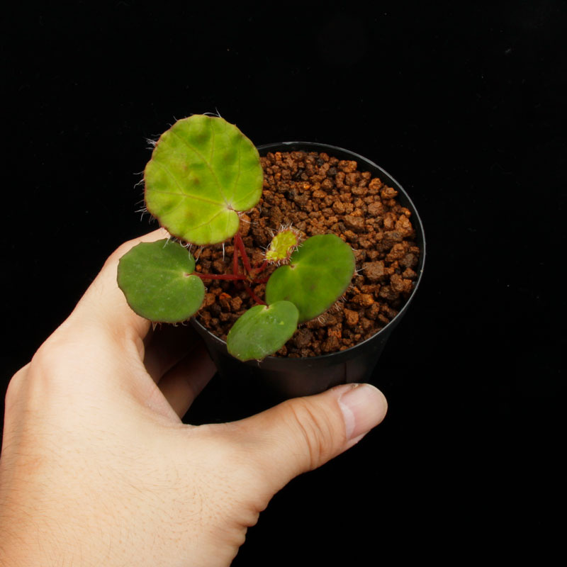 Begonia nahangensis [ ٥˥ʥϥ󥲥󥷥 ]1ݥå