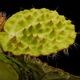 Begonia nahangensis [ ٥˥ʥϥ󥲥󥷥 ]1ݥå