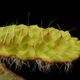 Begonia nahangensis [ ٥˥ʥϥ󥲥󥷥 ]1ݥå