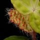 Begonia nahangensis [ ٥˥ʥϥ󥲥󥷥 ]1ݥå