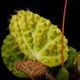Begonia nahangensis [ ٥˥ʥϥ󥲥󥷥 ]1ݥå