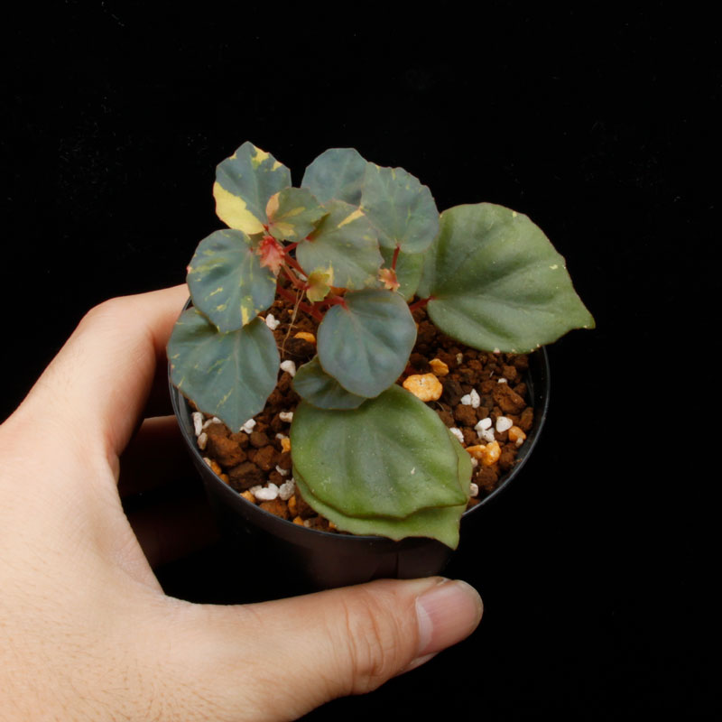 Begonia cv.  ZERONIA / ' JOKER '  [ XY-016-Variegata-Z006 / B. lichenora x B. kapuashuluensis ] �� ZERO PLANTS�ȼ��Υ٥��˥������ʼ� ��