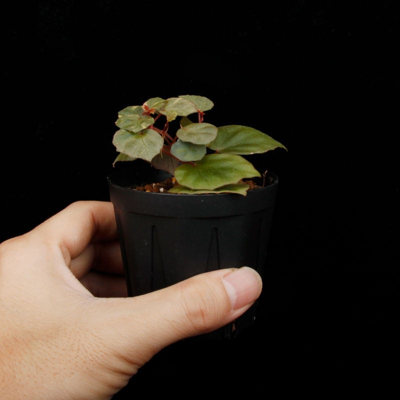 Begonia cv.  ZERONIA / ' JOKER '  [ XY-016-Variegata-Z006 / B. lichenora x B. kapuashuluensis ] �� ZERO PLANTS�ȼ��Υ٥��˥������ʼ� ��