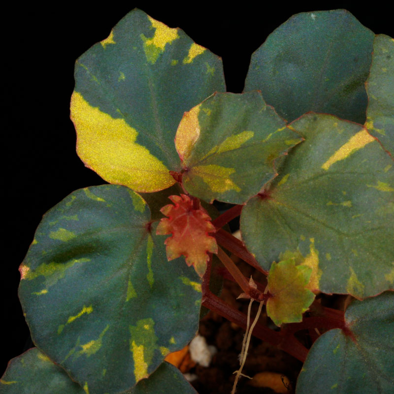 Begonia cv.  ZERONIA / ' JOKER '  [ XY-016-Variegata-Z006 / B. lichenora x B. kapuashuluensis ] �� ZERO PLANTS�ȼ��Υ٥��˥������ʼ� ��