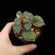 Begonia cv.  ZERONIA / ' JOKER '  [ XY-016-Variegata-Z006 / B. lichenora x B. kapuashuluensis ] �� ZERO PLANTS�ȼ��Υ٥��˥������ʼ� ��