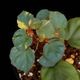 Begonia cv.  ZERONIA / ' JOKER '  [ XY-016-Variegata-Z006 / B. lichenora x B. kapuashuluensis ] �� ZERO PLANTS�ȼ��Υ٥��˥������ʼ� ��