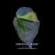 Begonia cv.  ZERONIA / ' JOKER '  [ XY-016-Variegata-Z006 / B. lichenora x B. kapuashuluensis ] �� ZERO PLANTS�ȼ��Υ٥��˥������ʼ� ��