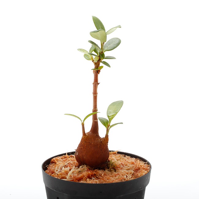 B004激レア貴重種！大株！ヒドノフィツム カミニフェラム現地球 Q013激