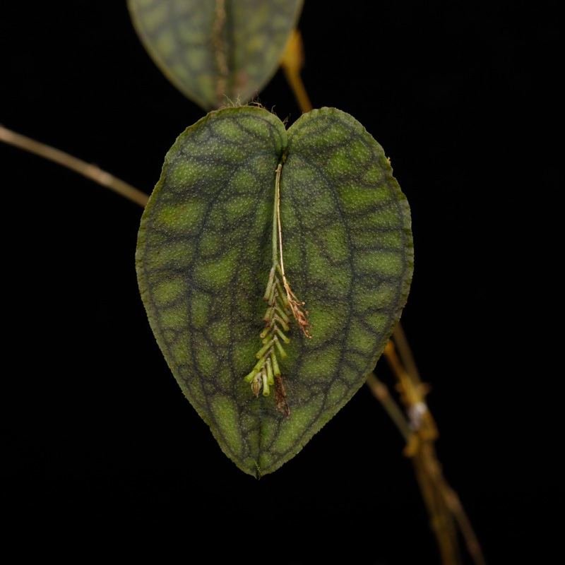 Lepanthes saltatrix[ ѥƥ륿ȥå ] PN251023-04 