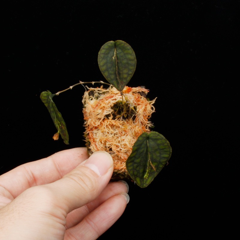 Lepanthes saltatrix[ ѥƥ륿ȥå ] PN251023-04 