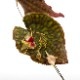 Lepanthes saltatrix[ ѥƥ륿ȥå ] PN251023-04 