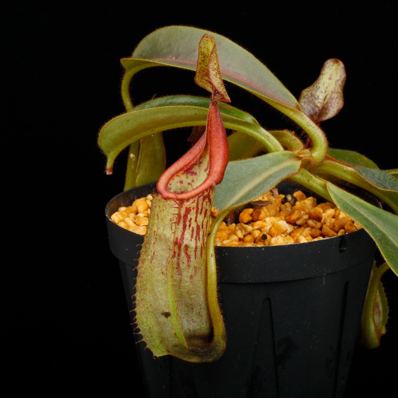 Nepenthes (mollis x veitchii) x maxima Wavy Leaf / Clone:00 / AW �� PN251201-05 ��