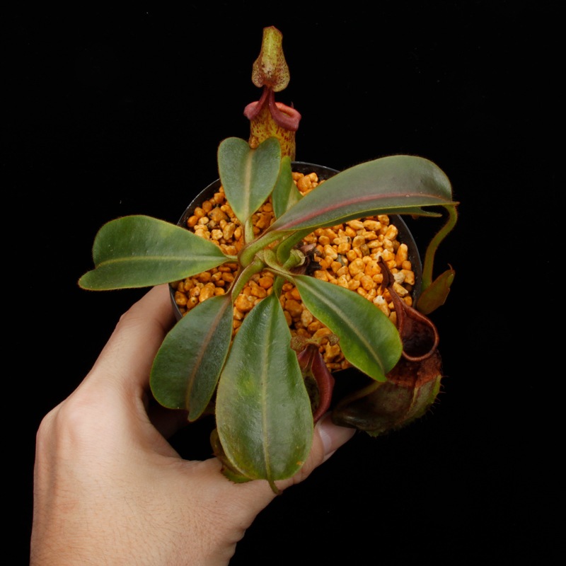 Nepenthes (mollis x veitchii) x maxima Wavy Leaf / Clone:00 / AW �� PN251201-05 ��