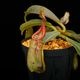 Nepenthes (mollis x veitchii) x maxima Wavy Leaf / Clone:00 / AW �� PN251201-05 ��