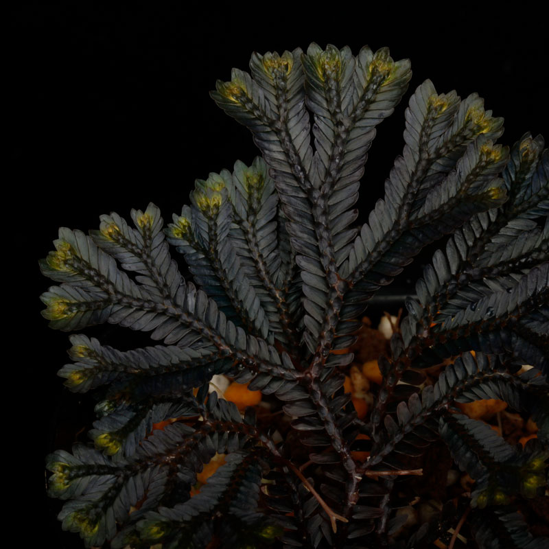 Selaginella sp. ' Sekadau '��[ ���饸�ͥ� sp. ' �������� ' ]���� PN260704-03 ��