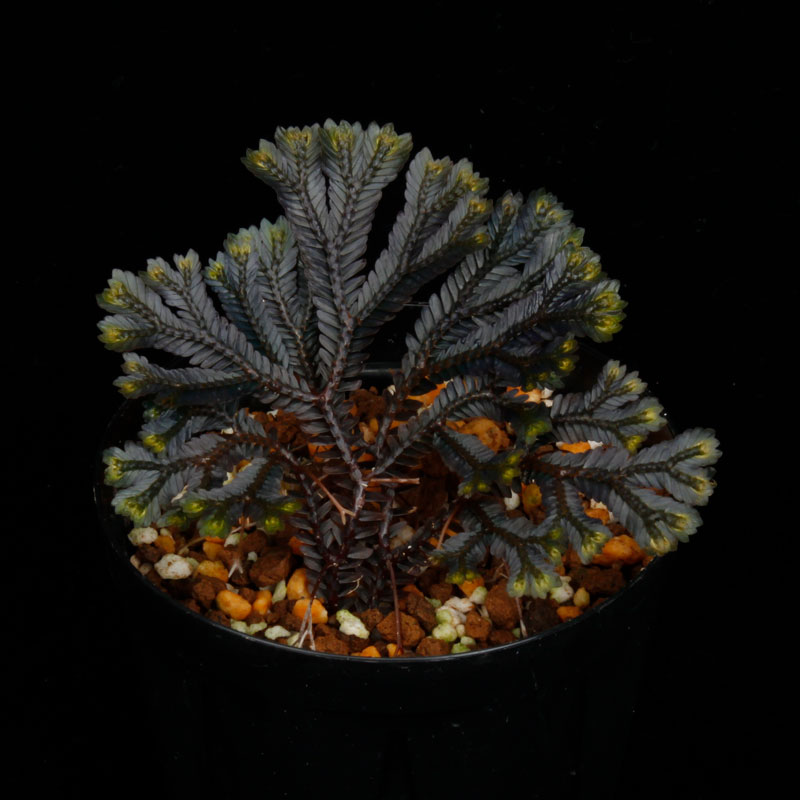 Selaginella sp. ' Sekadau '��[ ���饸�ͥ� sp. ' �������� ' ]���� PN260704-03 ��