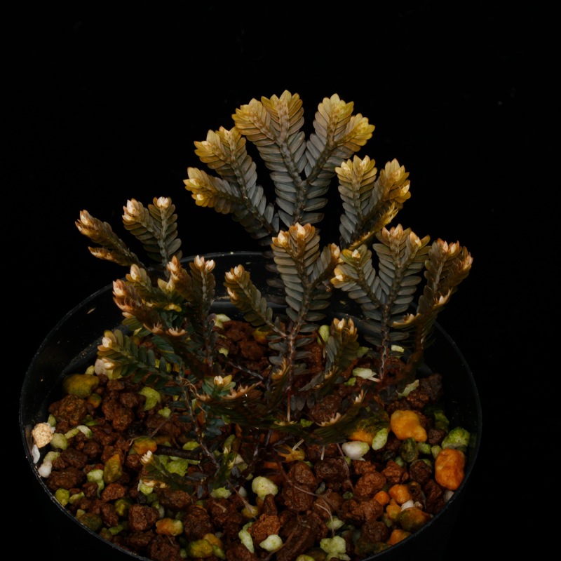Selaginella sp. ' Sekadau '��[ ���饸�ͥ� sp. ' �������� ' ]���� PN260704-03 ��