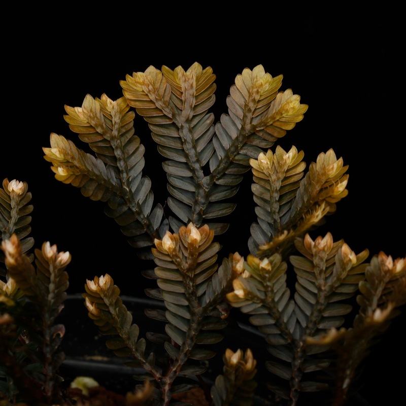 Selaginella sp. ' Sekadau '��[ ���饸�ͥ� sp. ' �������� ' ]���� PN260704-03 ��