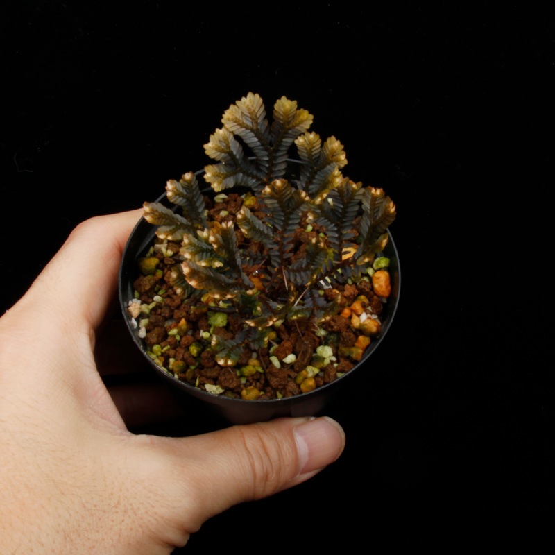 Selaginella sp. ' Sekadau '��[ ���饸�ͥ� sp. ' �������� ' ]���� PN260704-03 ��