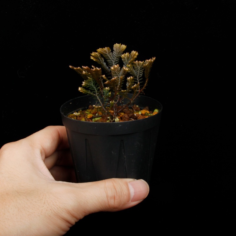 Selaginella sp. ' Sekadau '��[ ���饸�ͥ� sp. ' �������� ' ]���� PN260704-03 ��