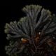 Selaginella sp. ' Sekadau '��[ ���饸�ͥ� sp. ' �������� ' ]���� PN260704-03 ��