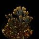 Selaginella sp. ' Sekadau '��[ ���饸�ͥ� sp. ' �������� ' ]���� PN260704-03 ��