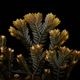 Selaginella sp. ' Sekadau '��[ ���饸�ͥ� sp. ' �������� ' ]���� PN260704-03 ��