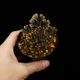 Selaginella sp. ' Sekadau '��[ ���饸�ͥ� sp. ' �������� ' ]���� PN260704-03 ��