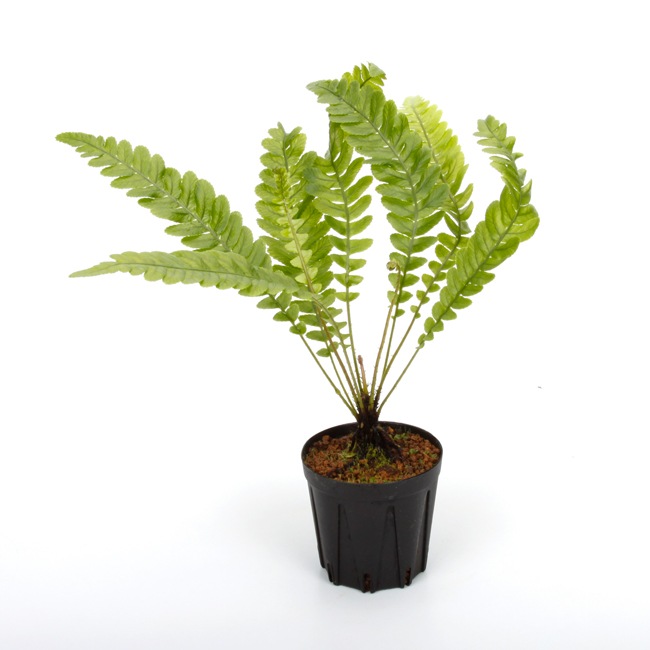 Blechnum obtusatum var. obtusatum [ ブレクナム・オブツサタム 