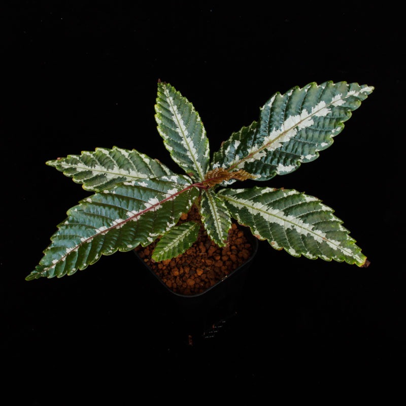 Leea sp. " Timika, PAPUA "��[ �꡼�� sp. " �ƥ��ߥ����ѥץ��� "  ]���� PN250814-03 ��