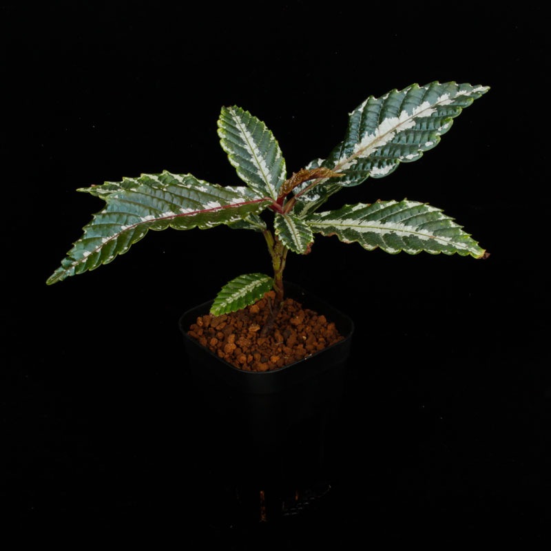 Leea sp. " Timika, PAPUA "��[ �꡼�� sp. " �ƥ��ߥ����ѥץ��� "  ]���� PN250814-03 ��